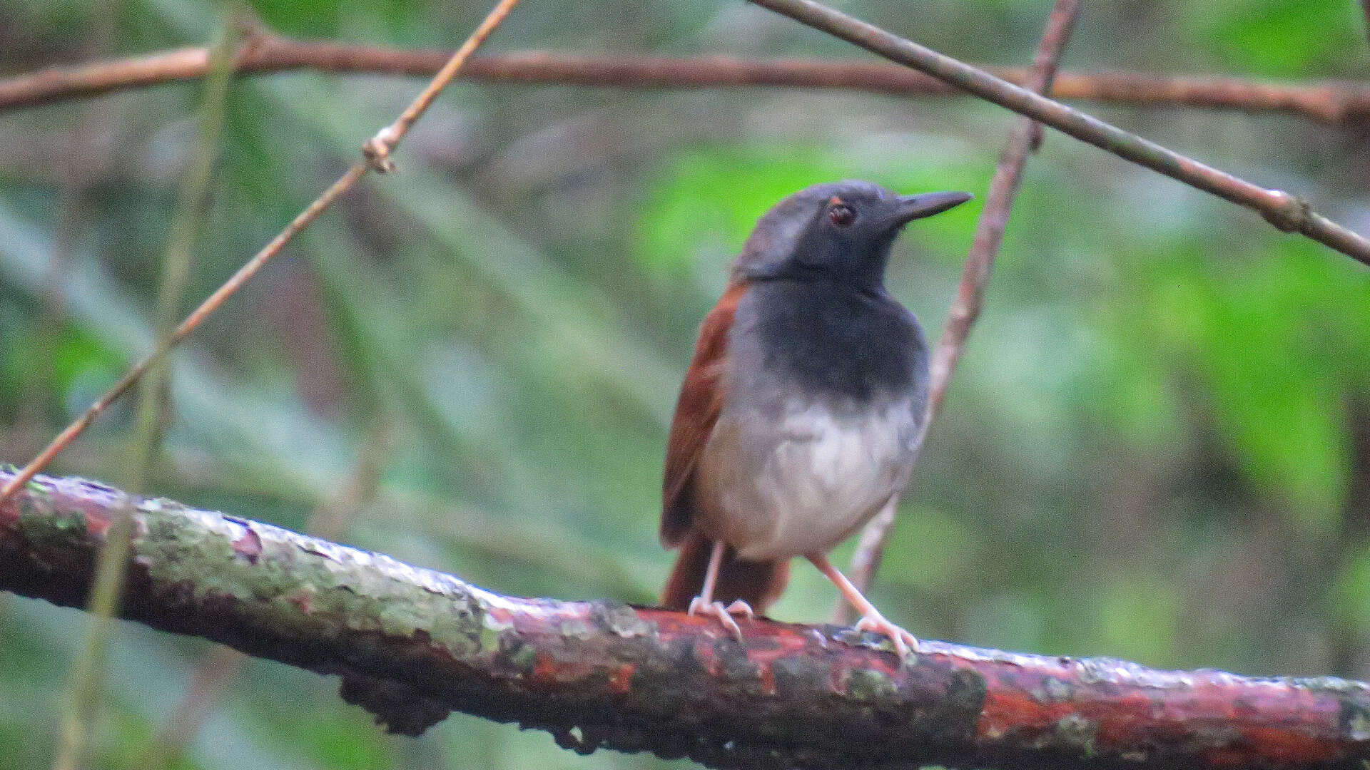 Image of White-bellied Antbird