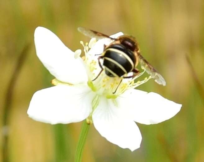 Слика од Eristalis cryptarum (Fabricius 1794)