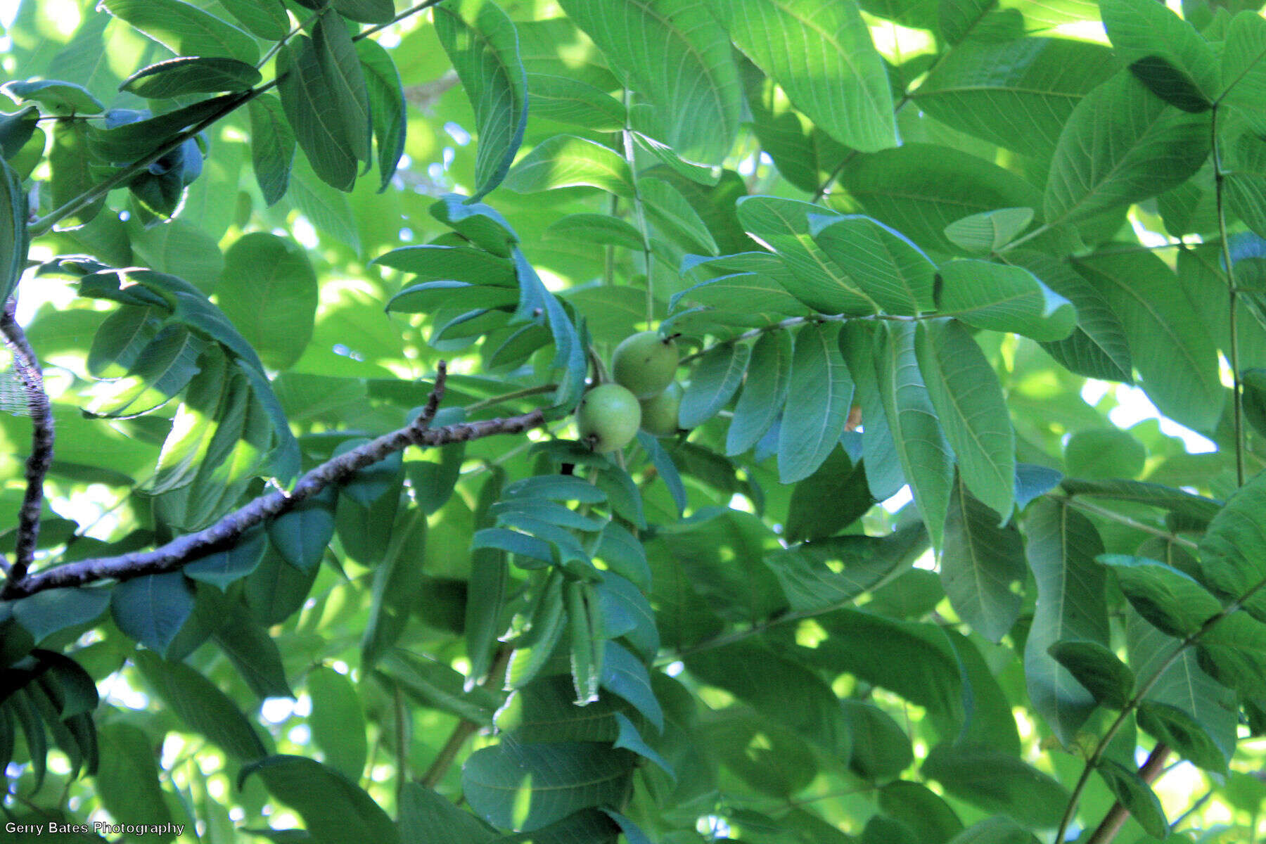 Plancia ëd Juglans intermedia Dippel