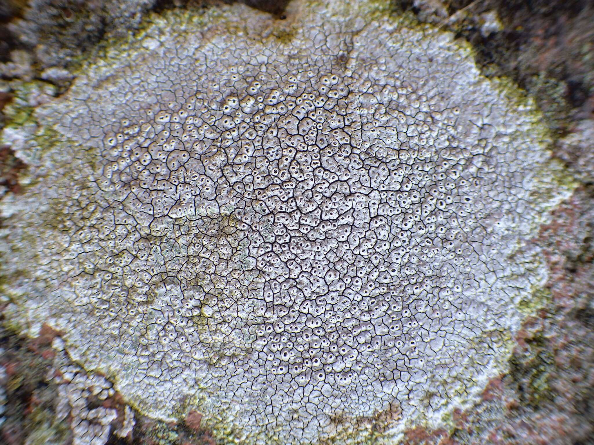 Image of crater lichen