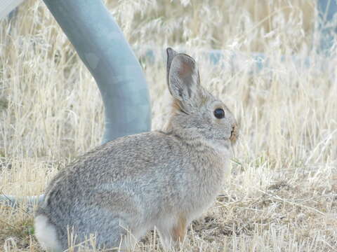 Image of Mountain Cottontail