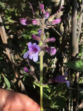 Image of Santa Cruz Mountains beardtongue