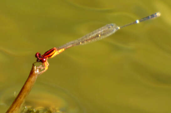 Image of Orange-striped Threadtail