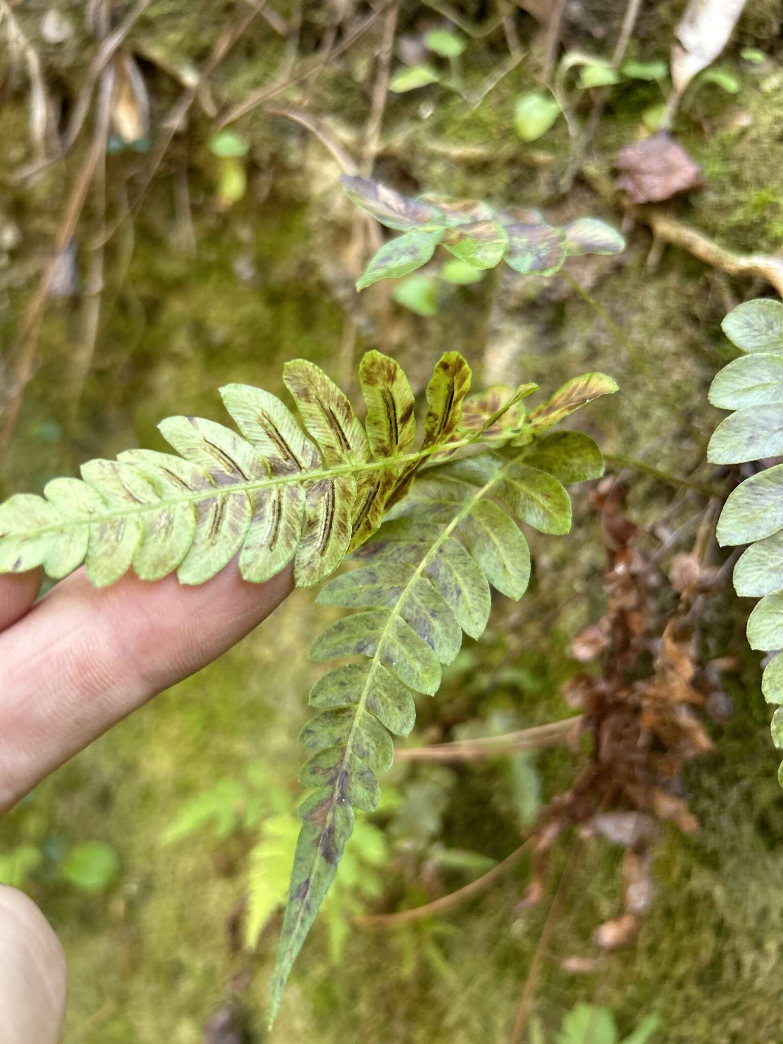 Sivun Blechnum occidentale L. kuva