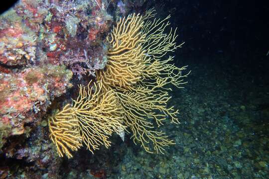 Image of yellow gorgonian