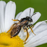 Image of Andrena integra Smith 1853