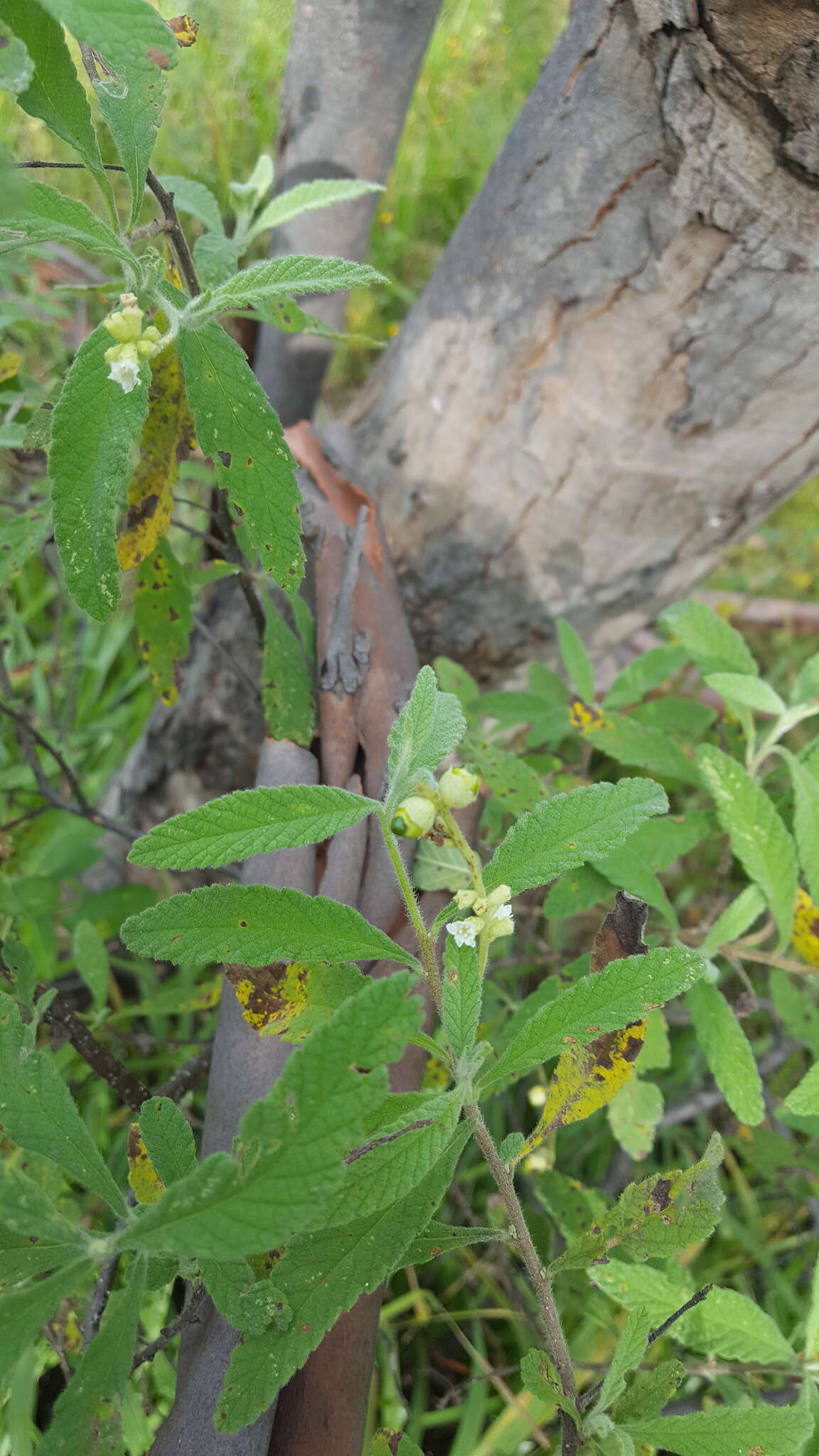 Image of black sage