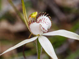 Image of Graceful spider orchid