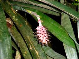 Aechmea bocainensis E. Pereira & Leme的圖片