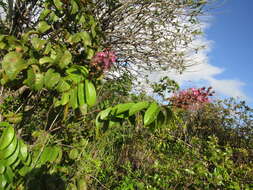Image of Hirtella racemosa var. hexandra (Willd. ex R. & S.) Prance