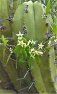 Image of Metastelma californicum subsp. lanceolatum (Schltr.) Liede & Meve