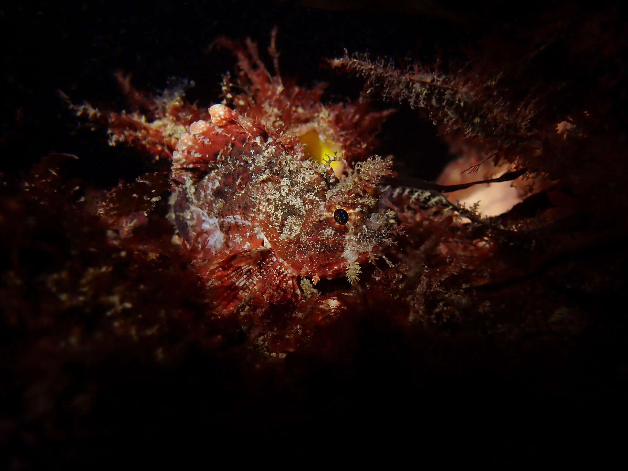 Image of Western red rockcod