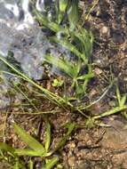 Image of Echinodorus uruguayensis Arechav.