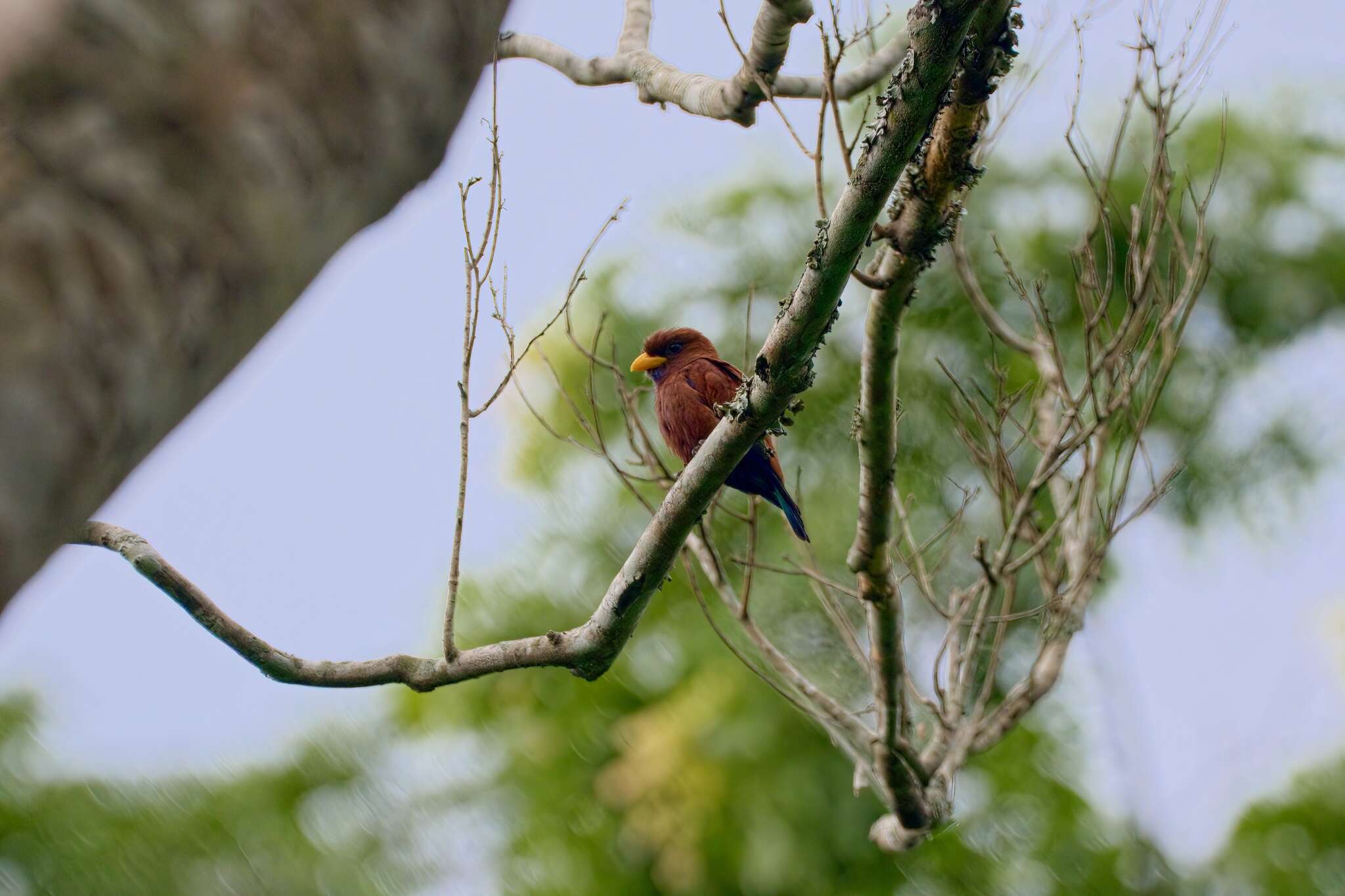 Image of Blue-throated Roller