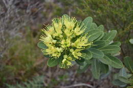 Imagem de Xanthostemon aurantiacus (Brongn. & Gris) Schlechter