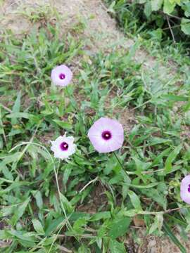 Слика од Ipomoea trifida (Kunth) G. Don