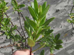 Image of seacoast marsh elder