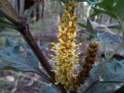 Image of Grevillea ramosissima Meissn.