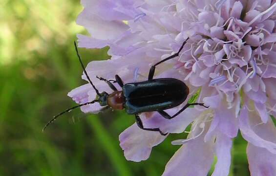 Image of Dinoptera