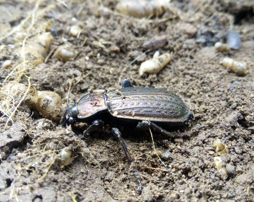 Image of Carabus (Macrothorax) morbillosus Fabricius 1792