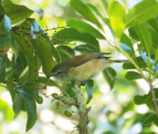 Image of Brown Gerygone