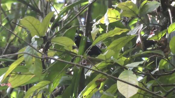 Image of White-shouldered Tanager