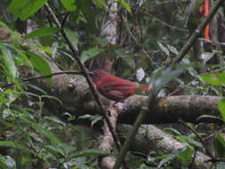 Image of Red-crowned Ant Tanager