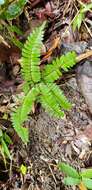 Plancia ëd Adiantum tuomistoanum J. Prado