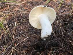 Image of Russula atroglauca Einhell. 1980