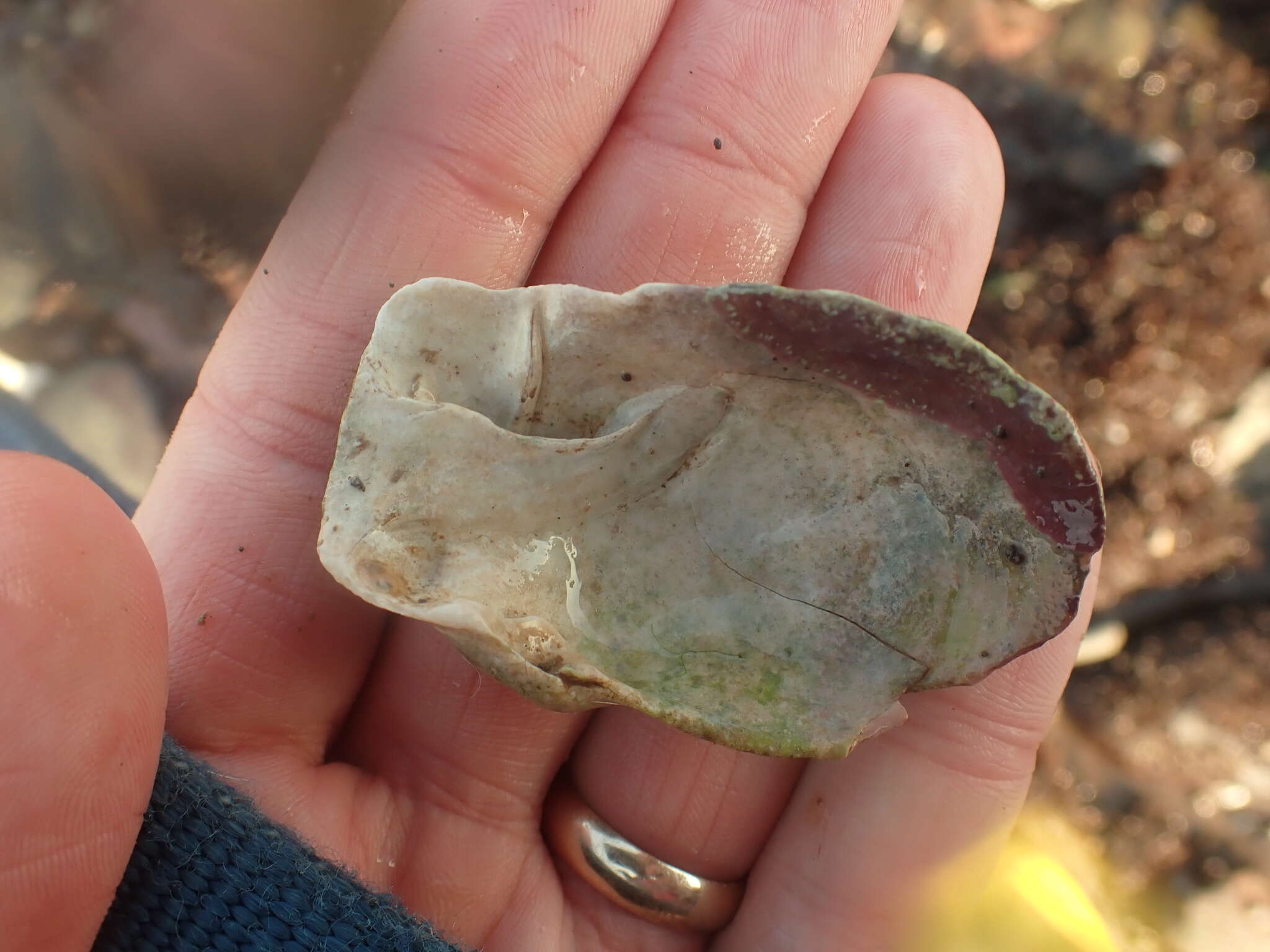 Image of Soft-shelled clam