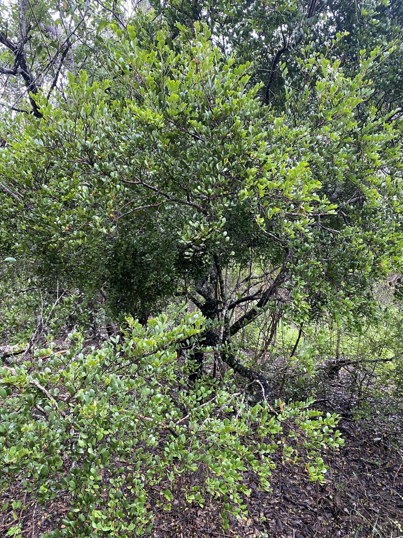 Image of Diospyros humilis (R. Br.) F. Muell.