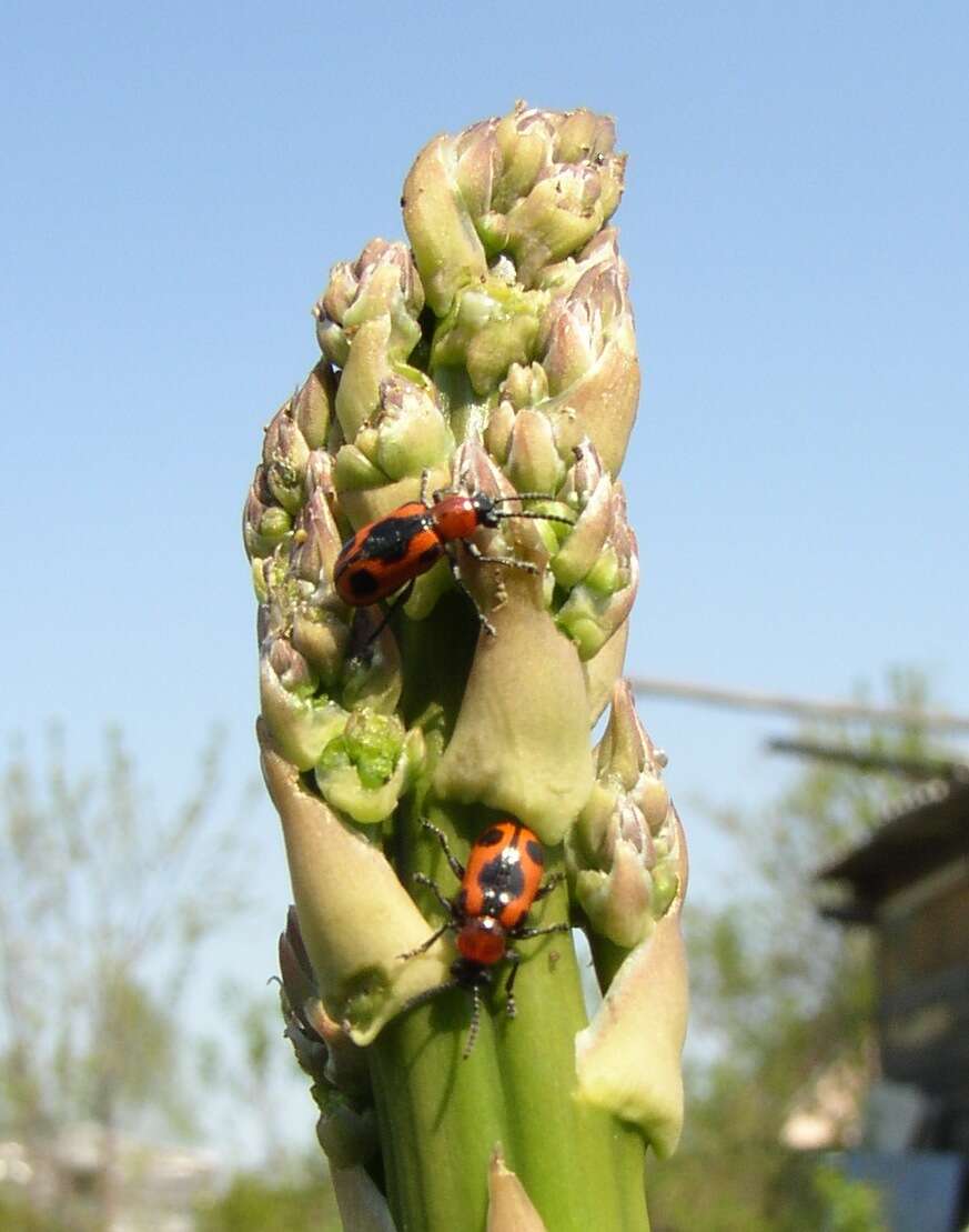 صورة <i>Crioceris quinquepunctata</i>