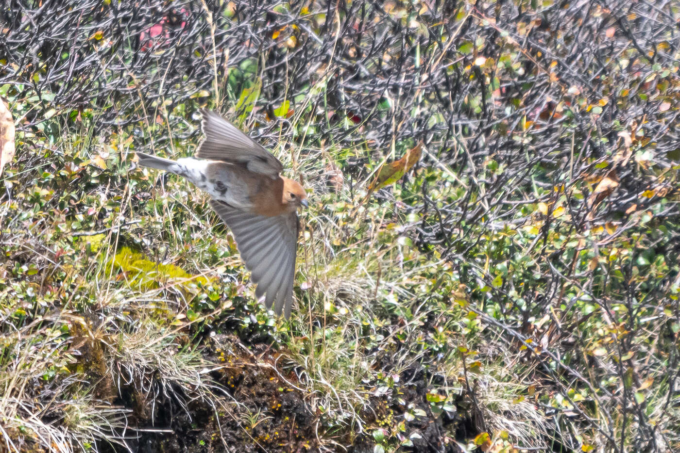 Image of Plain Mountain Finch