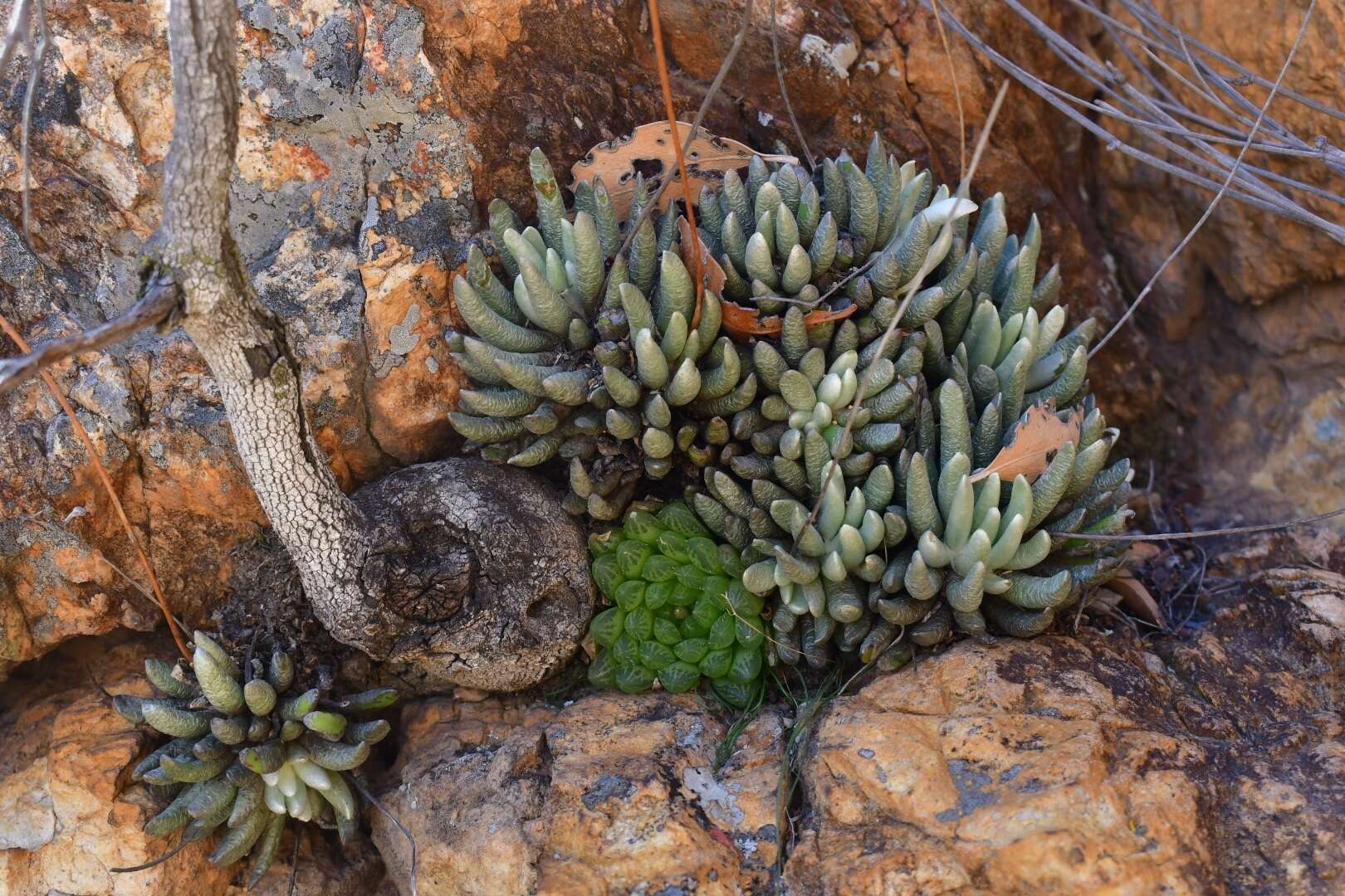 Haworthia transiens (Poelln.) M. Hayashi resmi