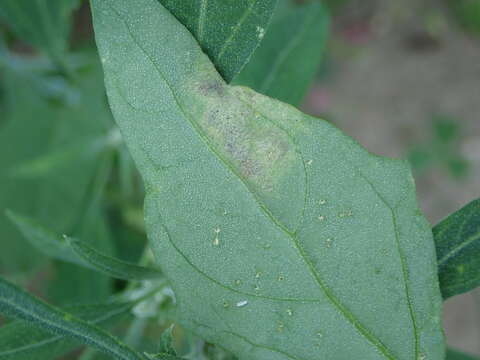 Imagem de Peronospora variabilis