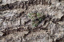 Image of tree-lichen beauty