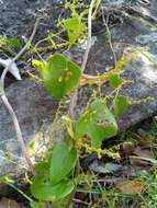 صورة Dioscorea heteropoda Baker