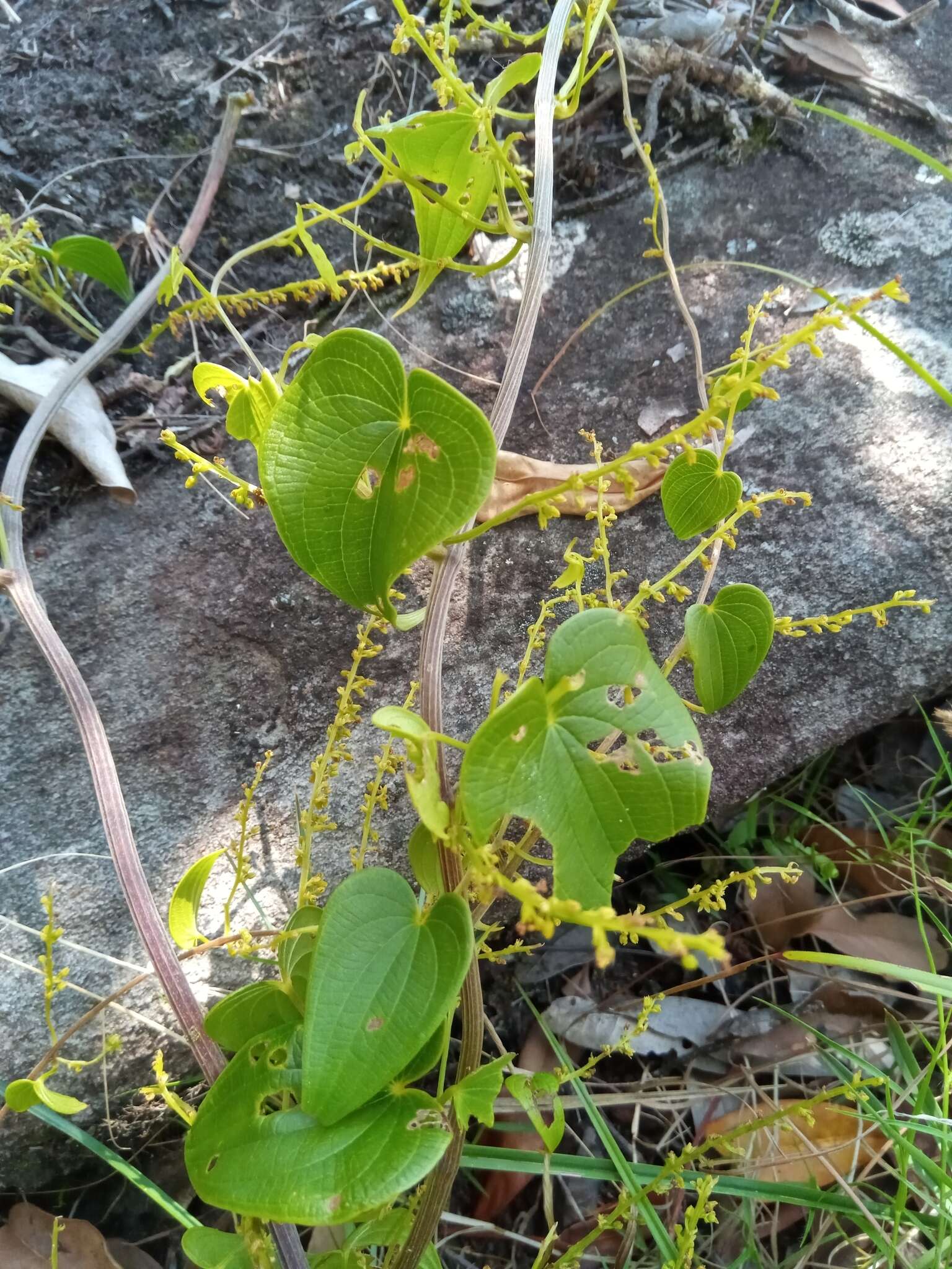 Image of Dioscorea heteropoda Baker