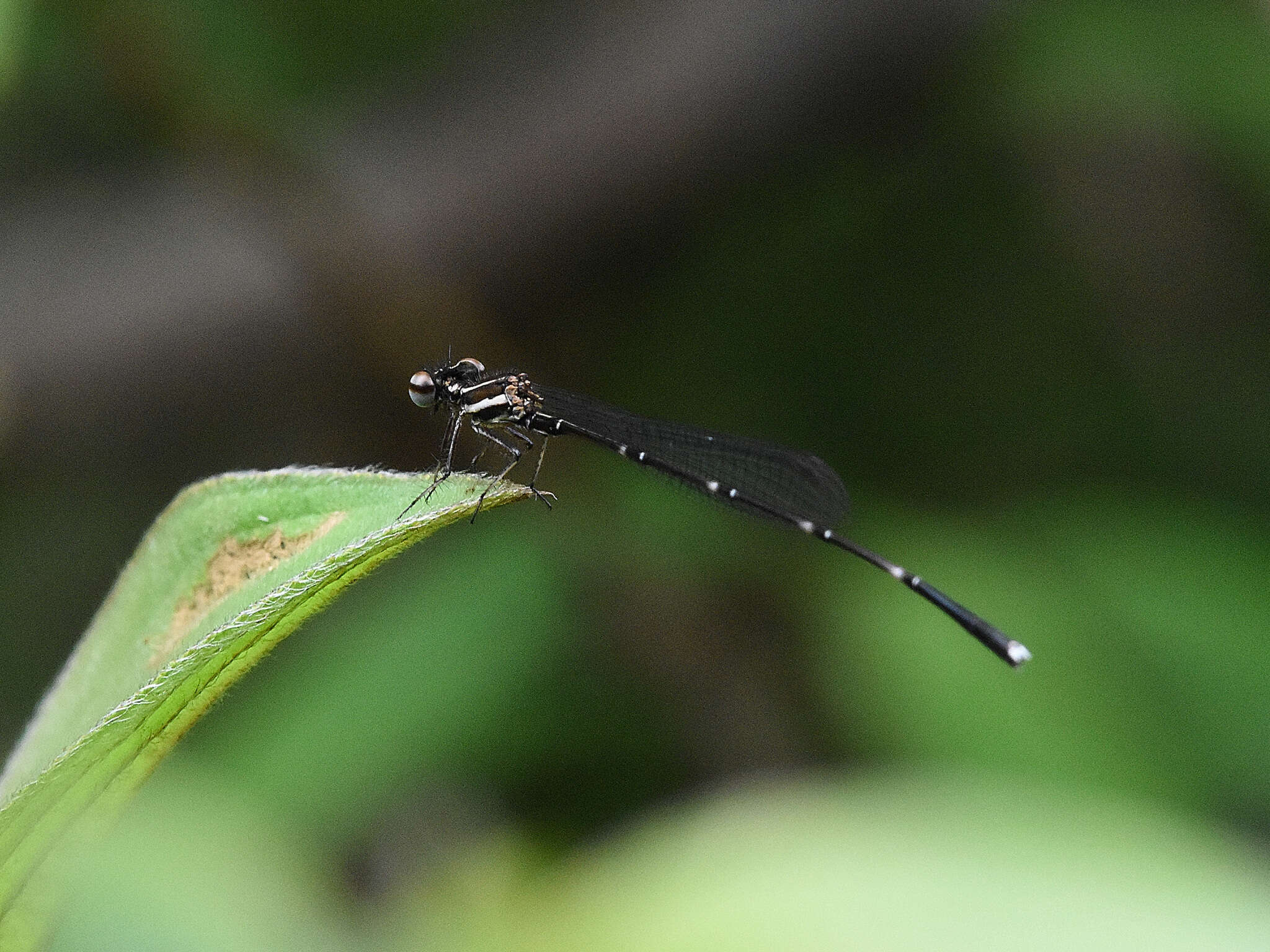 Image of Prodasineura autumnalis (Fraser 1922)