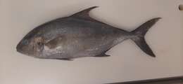 Image of Almaco Amberjack