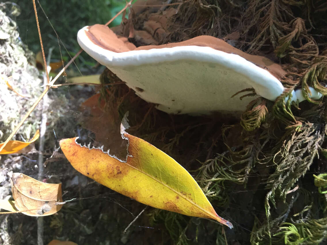 Image of Ganoderma brownii (Murrill) Gilb. 1962