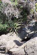 Image of Gasteria excelsa Baker