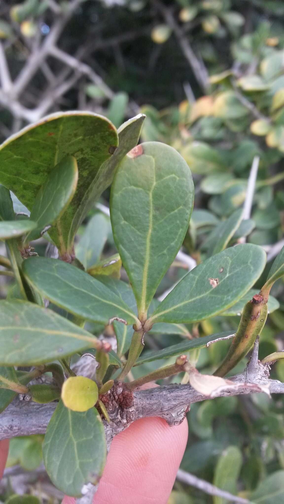 Image of Searsia pterota (C. Presl) Moffett