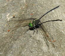 Image of Celebothemis delecollei Ris 1912