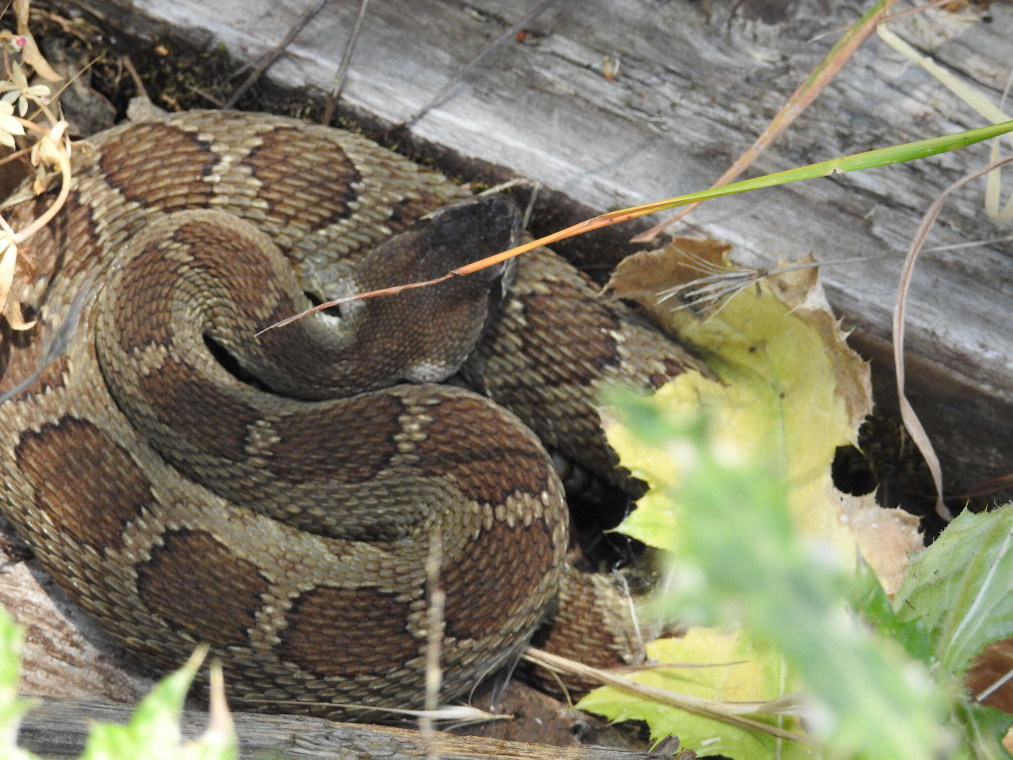 Image of Crotalus oreganus oreganus Holbrook 1840