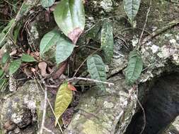 Image of Ficus sarmentosa var. nipponica (Franch. & Savatier) Corner