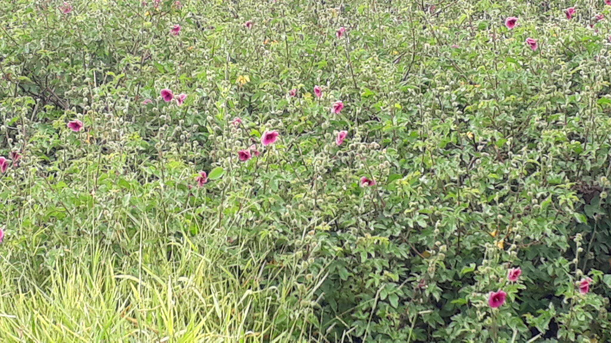 Image of Hibiscus diversifolius Jacq.