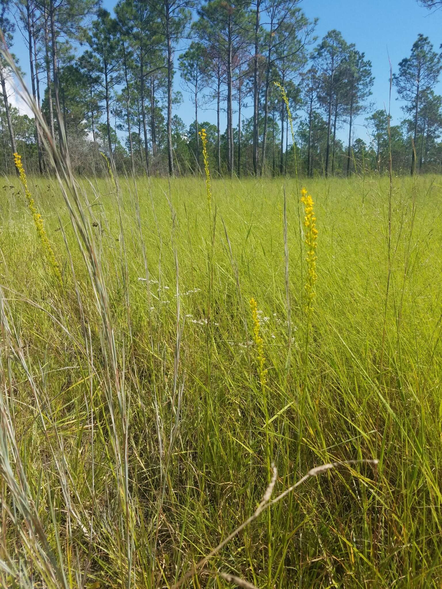 Plancia ëd <i>Solidago virgata</i>