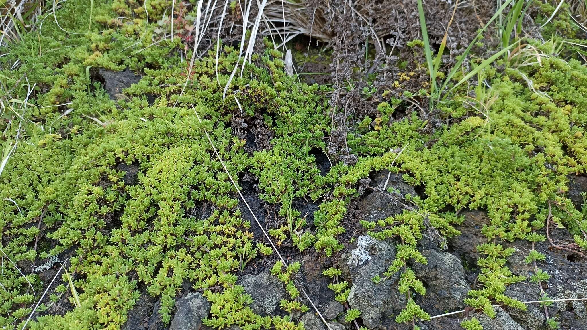 Thymus caespititius Brot. resmi