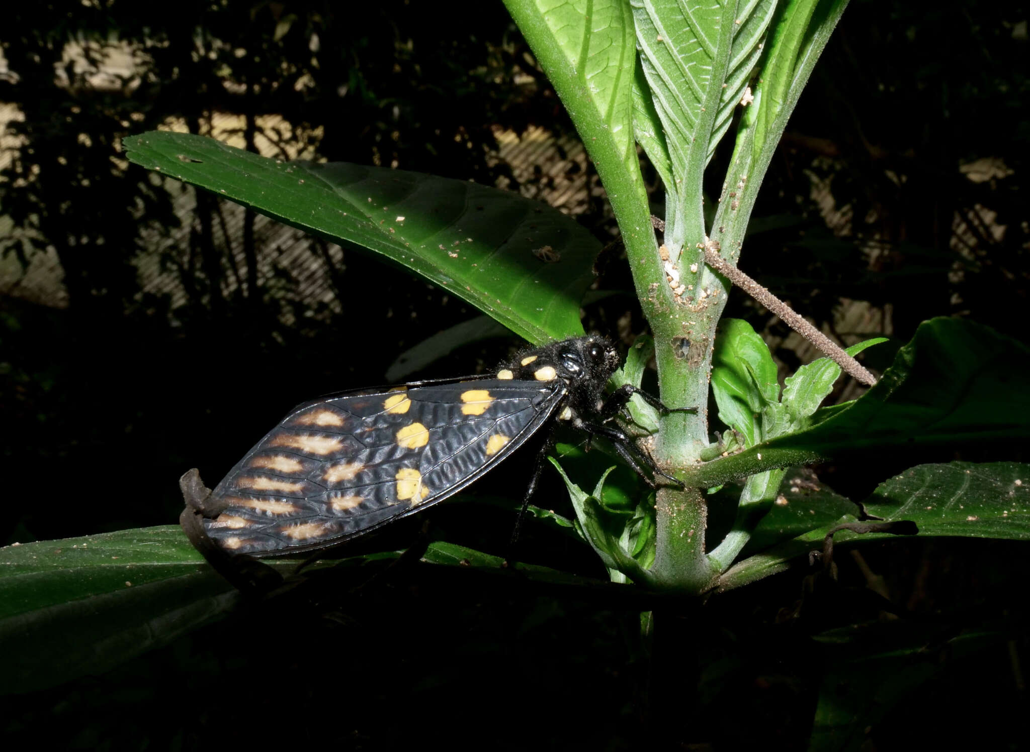 Image of Gaeana maculata (Drury 1773)